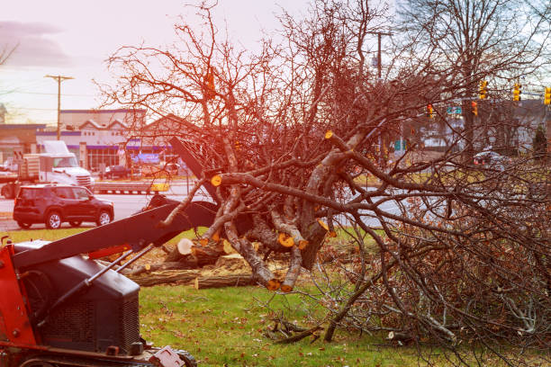 How Our Tree Care Process Works  in  Lexington, KY