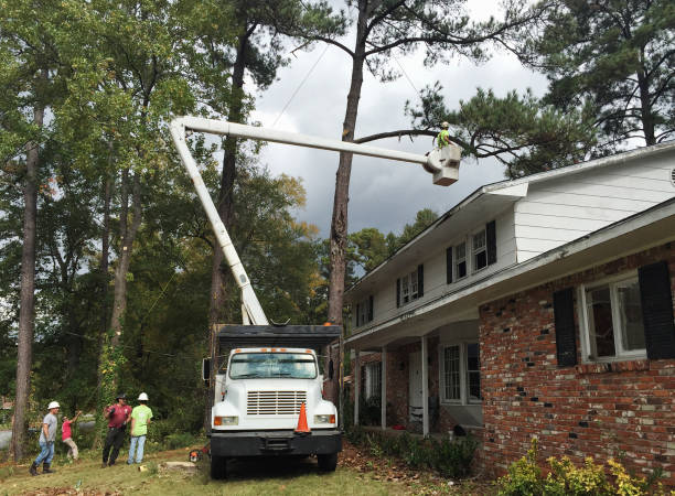 Best Palm Tree Trimming  in Lexington, KY
