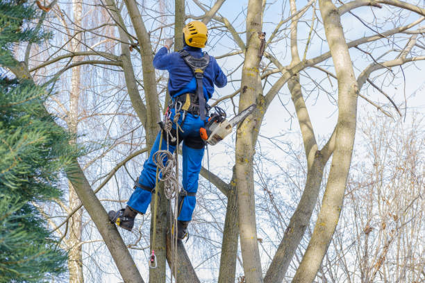 Best Palm Tree Trimming  in Lexington, KY